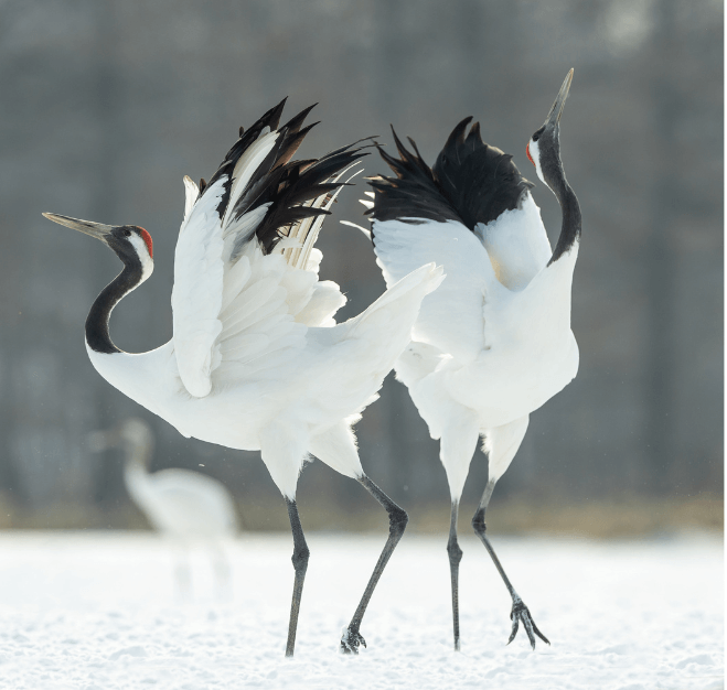 つる　crane　クレーンの由来