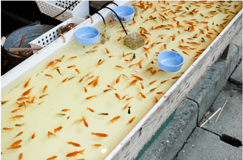 金魚すくい・エアレーション
