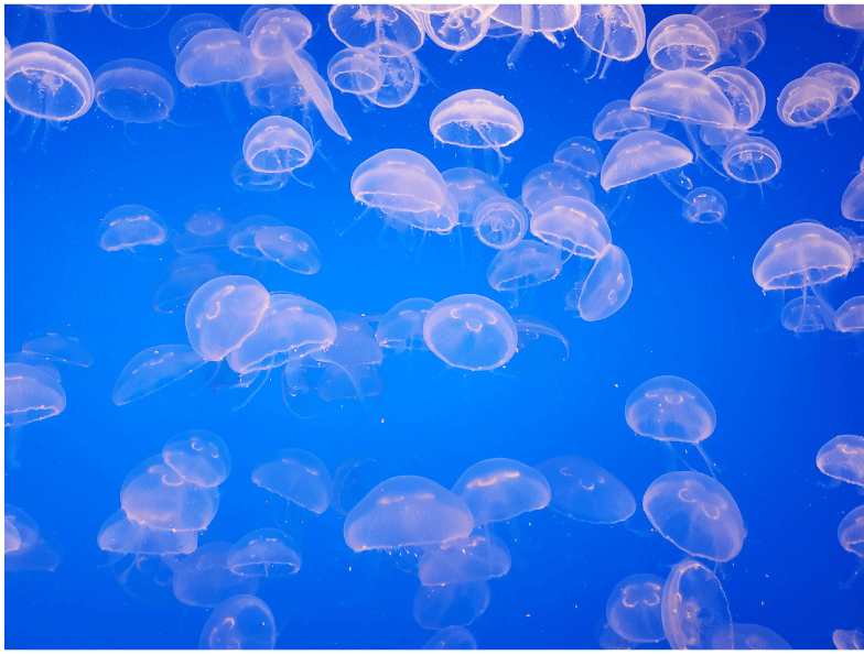 くらげ　研修旅行　加茂水族館　鶴岡