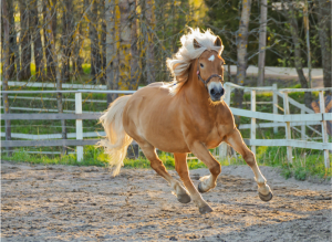 2026年新年のご挨拶